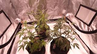 All Of My Gardens Are Now Flowering! UPDATE Vlog Robinhood and Night Owl Genetics