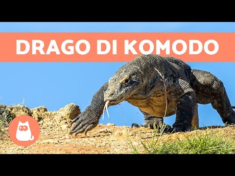 Video: Varano Di Komodo: Habitat, Lunghezza, Peso E Caratteristiche