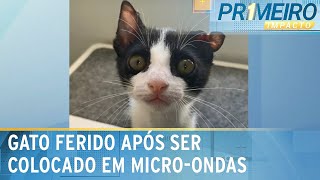 Video gato-fica-ferido-apos-ser-colocado-em-micro-ondas-por-crianca-primeiro-impacto-03-05-24