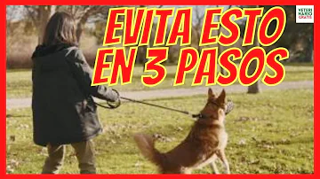 ¿Qué hacer si a su perro no le gustan otros perros?