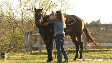 Loki***For info, price, etc., go to our website: ValleyViewRanch.net***