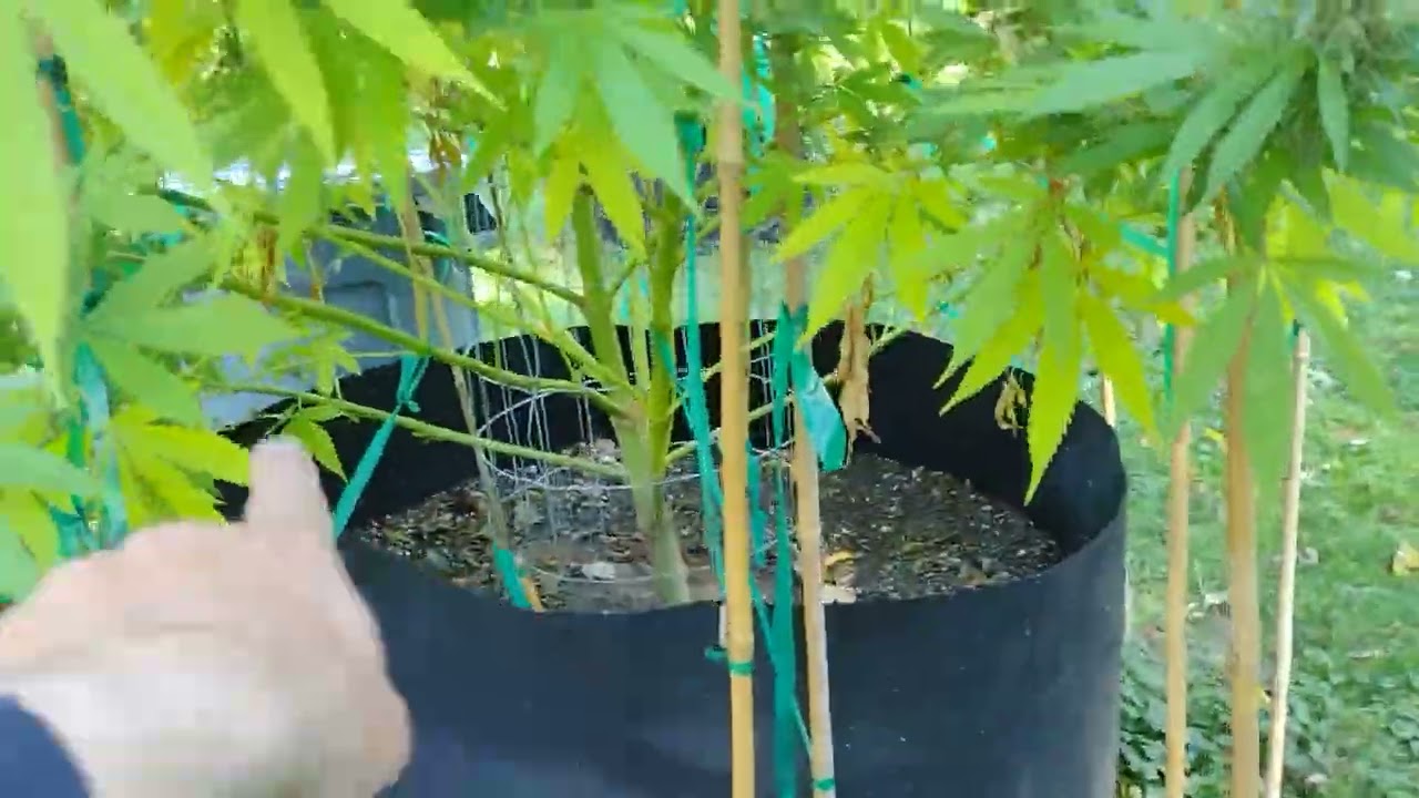 Outdoor Marijuana Grow Flower Harvest 2022