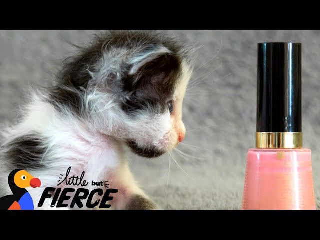 Watch This Micro-Mini Kitten Grow Up - THUMBELINA | The Dodo Little But Fierce