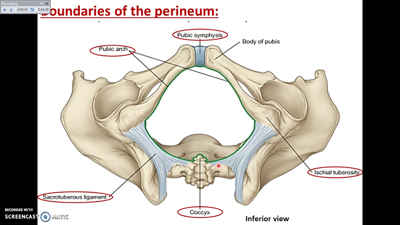 overview-of-perineum-1-definition-and-divisions-dr-ahmed-farid