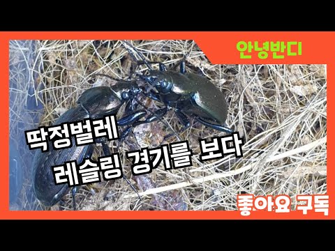 한국의 딱정벌레 종류에 대해 배워보자!