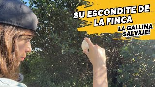 SORPRESAS malas y buenas en la FINCA!! Encuentro a Madonna, la gallina salvaje. Vlog92