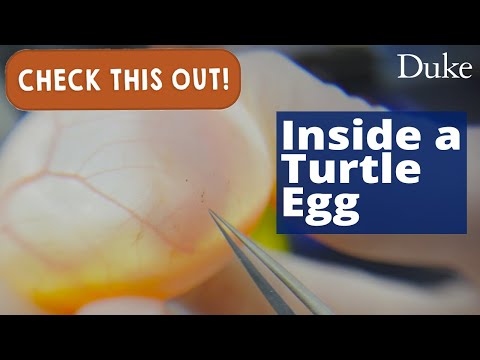 Video: Atacă fantomele ouăle de țestoasă?