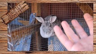 How to Care For a Pregnant Rabbit  The SR Rabbit Update 112117