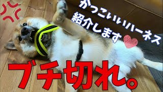 ハーネスが嫌で転がりながら抵抗する柴犬。