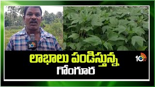 Gogu Cultivation High Profits | లాభాలు పండిస్తున్న గోంగూర | Matti Manishi | 10TV