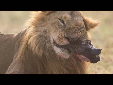 وثائقي أسود المستنقع عالم الحيوانات المفترسة