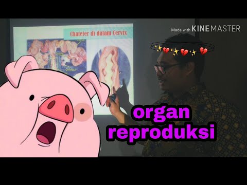 organ reproduksi sow  #belajar ber ternak babi #pigfarm