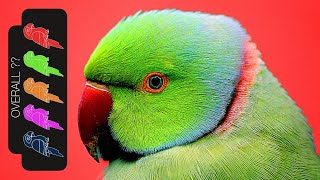 Indian Ringneck Parakeet, The Best Pet Parrot?