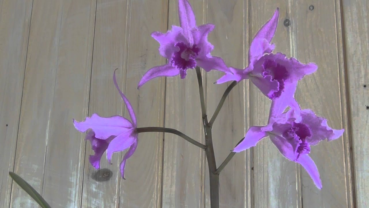 Cattleya Lobata Orchid Flowers