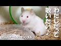 歌うハムスター♪今日は私が歌います！hamster #Shorts