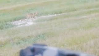 Coyote with a crossbow and a bonus buck sighting!