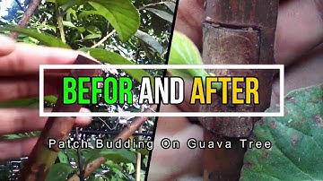Grafting Guava Tree Tutorial by Grafting Examples