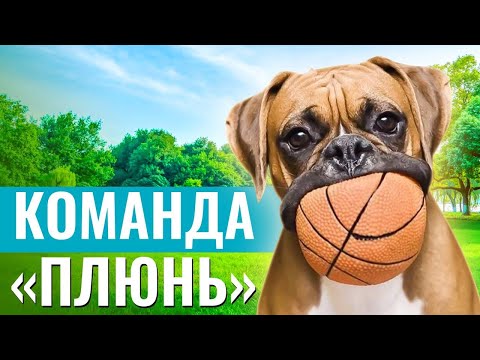 СЪЕДОБНАЯ УГРОЗА или КАК НАУЧИТЬ СОБАКУ выполнять команду «ПЛЮНЬ»?