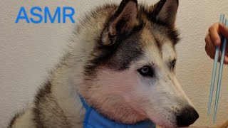 Rex the Husky Dog Eating Mukbang Show | ASMR with Sound Effects