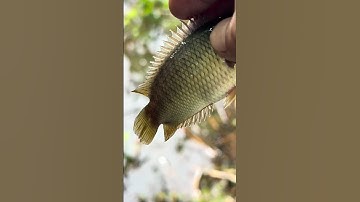 Câu cá trên cánh đông nước nổi .. #xuhướng #fishing #cauca