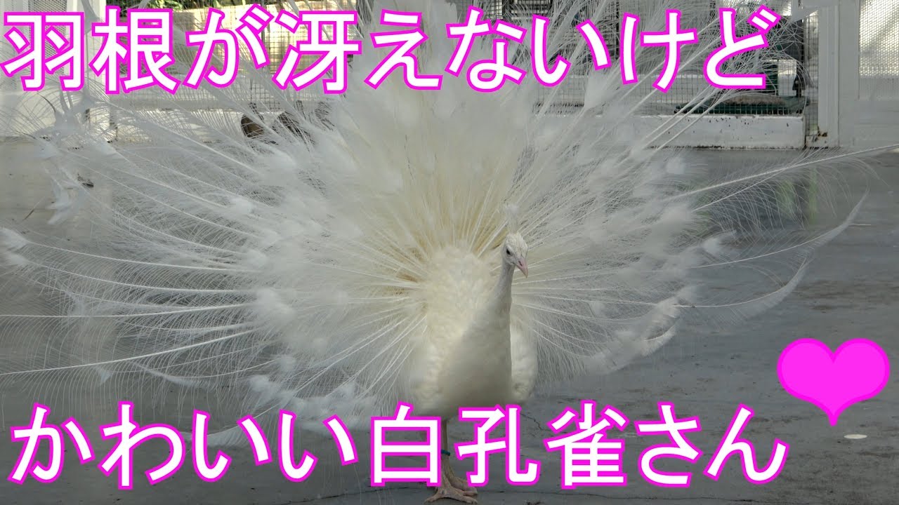 野毛山動物園】神々しい美しさ✨白孔雀アズキくんのディスプレイ