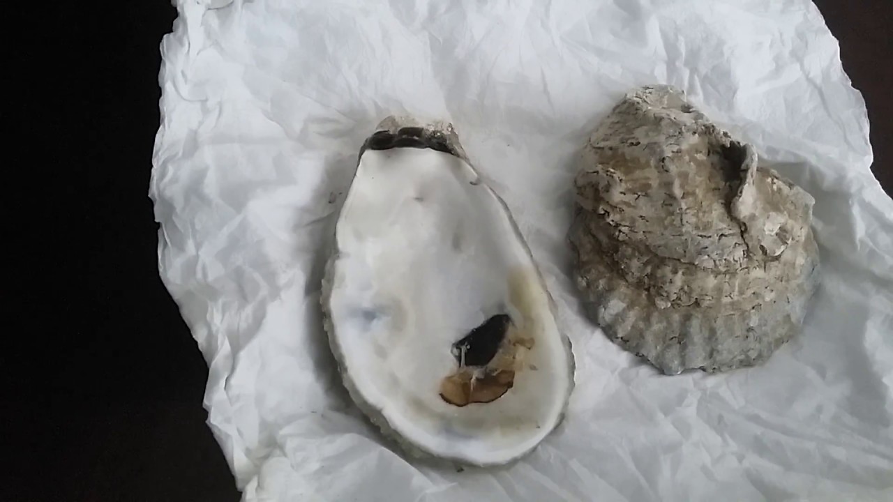 Reusing Oyster Shells YouTube