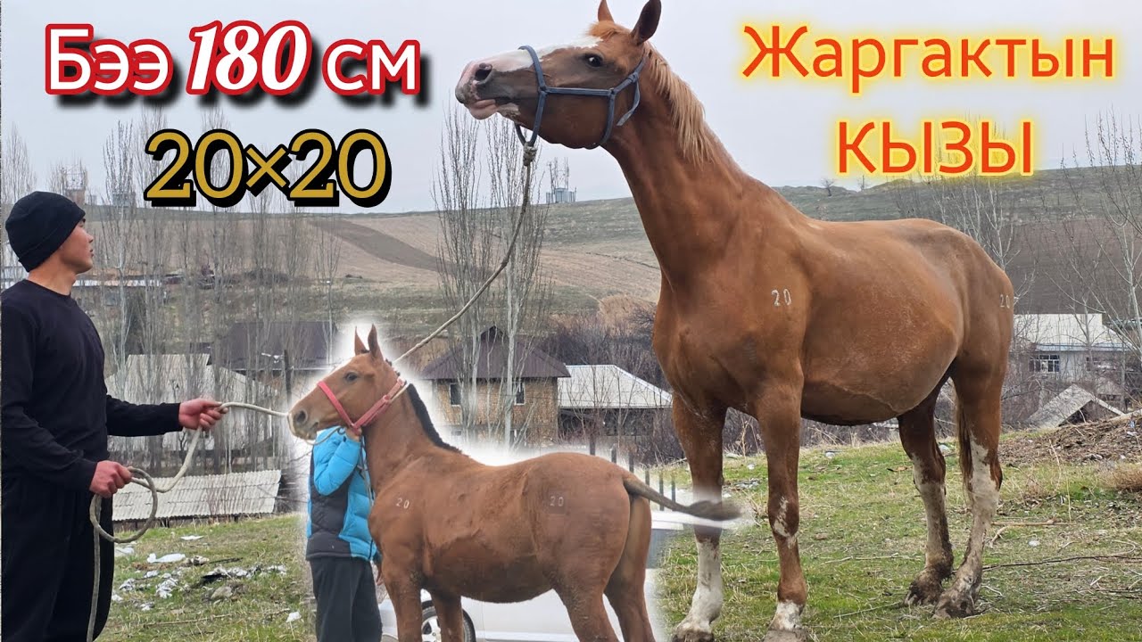 Жаргактан БЭЭ 180 см💥 АПРЕЛЬДЕ ТУУЙТ БООЗ 