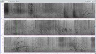 Orca (Killer Whale) vocalizations screenshot 5