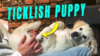 Ticklish Puppy Paddles as Dad Give It Belly Rubs