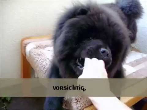 Video: Der Chow-Chow: Eine wunderbare und treue Hunderasse