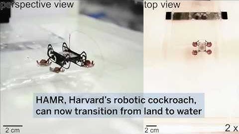 This Robotic Cockroach Can Walk on Land and Water