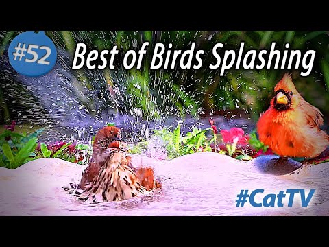 Best of the 🐦 Bird Bath 💦 Videos for Cats to Watch #cattv #splashing #birdbath