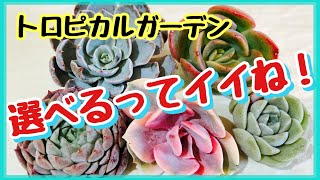 【多肉植物】エケベリア選べる韓国苗5種セット