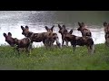 Djuma: African Wild Painted Dogs - 06:41 - 12/26/21