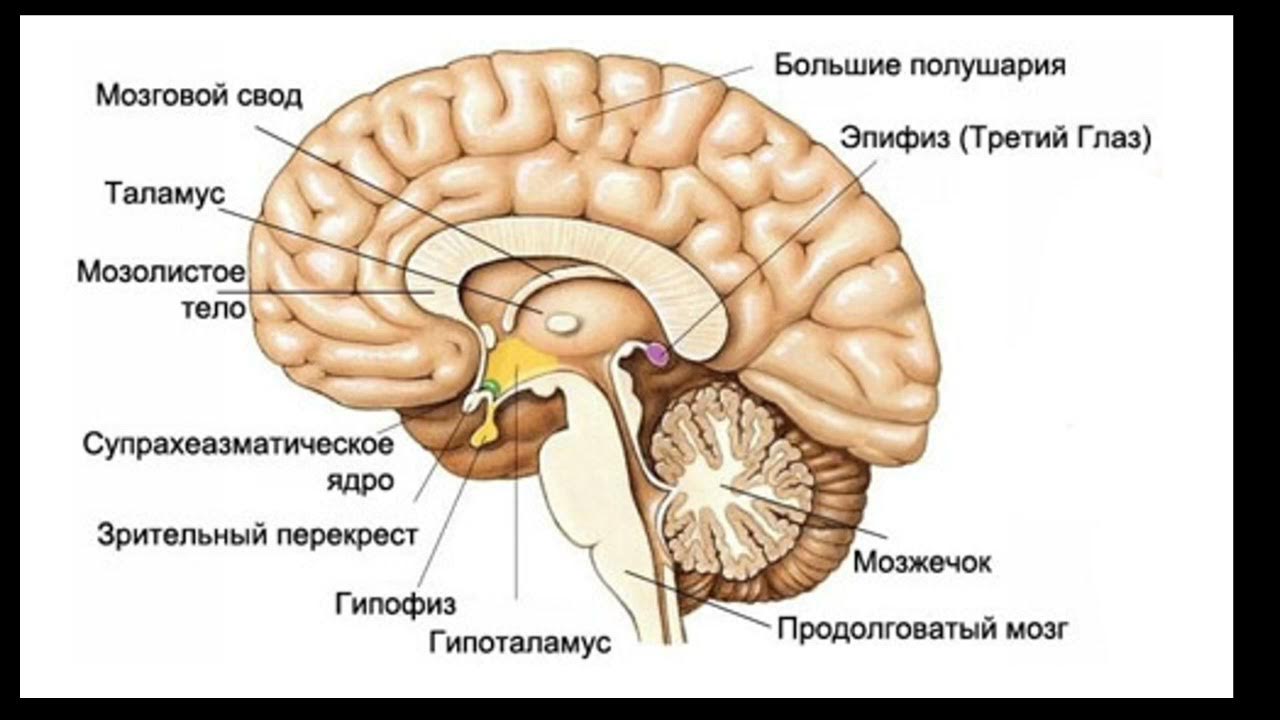 Железа мозга 7. Гипофиз эпифиз таламус. Таламус гипоталамус эпифиз. Эпифиз головного мозга анатомия. Гипофиз и шишковидная железа.