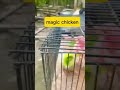 magic chicken #motivation #art#drawing #drawingtutorial