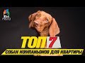 Топ 7 пород собак компаньонов для квартиры\Top 7 companion dog breeds for the apartment