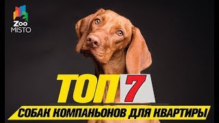 Топ 7 пород собак компаньонов для квартиры\Top 7 companion dog breeds for the apartment