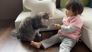 娘が持つ物に夢中になる猫 ノルウェージャンフォレストキャットA cat that is crazy about what daughter has. Norwegian Forest Cat.