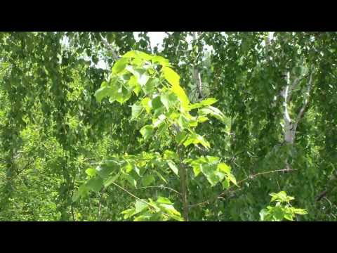 Стихи и дождь