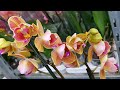 СУПЕР поступление ОРХИДЕИ в КАСТОРАМА Orchids ORCHID Орхидея ОРЕНБУРГ Обзор ОРХИДЕЙ