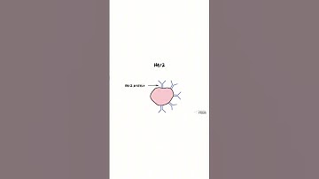 What is HER2 in #breastcancer?