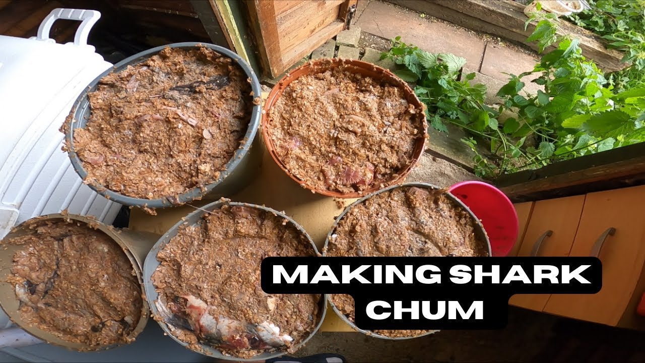 How To Make Shark Chum - Can Be Used For Tope, Bream, conger, and all  sorts! 
