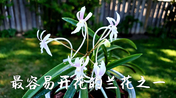 风兰，最容易开花的兰花品种之一， 养护方法及管理 Neofinetia falcata - 天天要闻