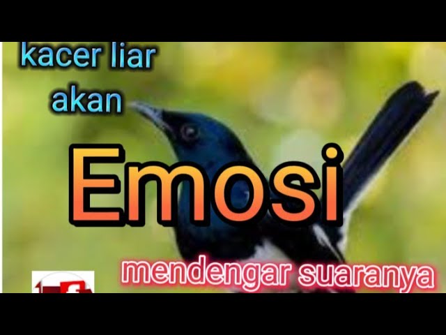 suara pikat kacer ampuh, bila di putar burung liar akan emosi mendengarnya class=