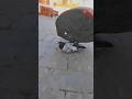 Pigeon gang omg  youtubeshort minivlog petvlogs pets ytshorts shorts 001 pigeon pet