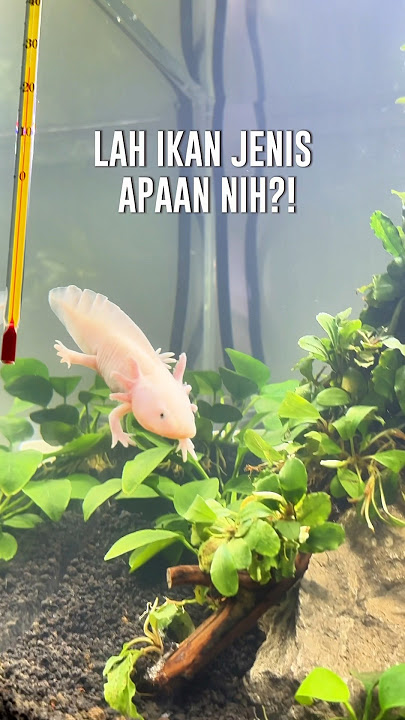 IKAN KOK ADA KAKI?!!! #axolotl #axolotls #shorts #salamander #shortvideo