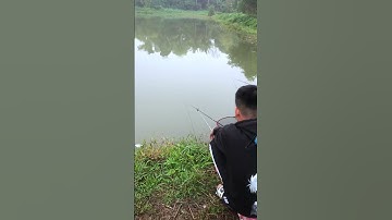 Cá Rô cuốn ổ toàn giật 2 con  #fishing #cauca