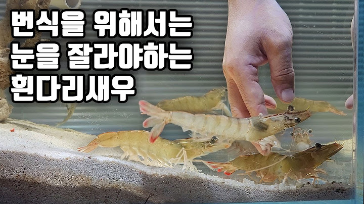 흰다리새우에게 안타까운 일이 생겼네요ㅠ