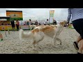 12.06.2021 CACIB Мемориал Мазовера, русская псовая борзая / Borzoi, Mazover Memorial, Russia Moscow